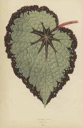 Begonia Rex, Variëteit Isis